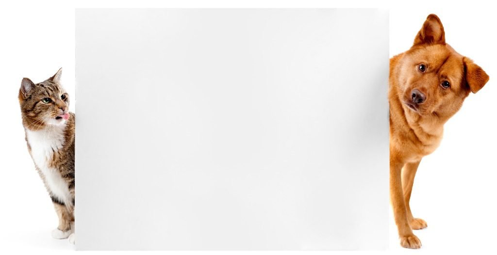 Pets peeking around sign